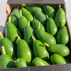 Avocado Fuerte