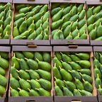 Avocado Fuerte