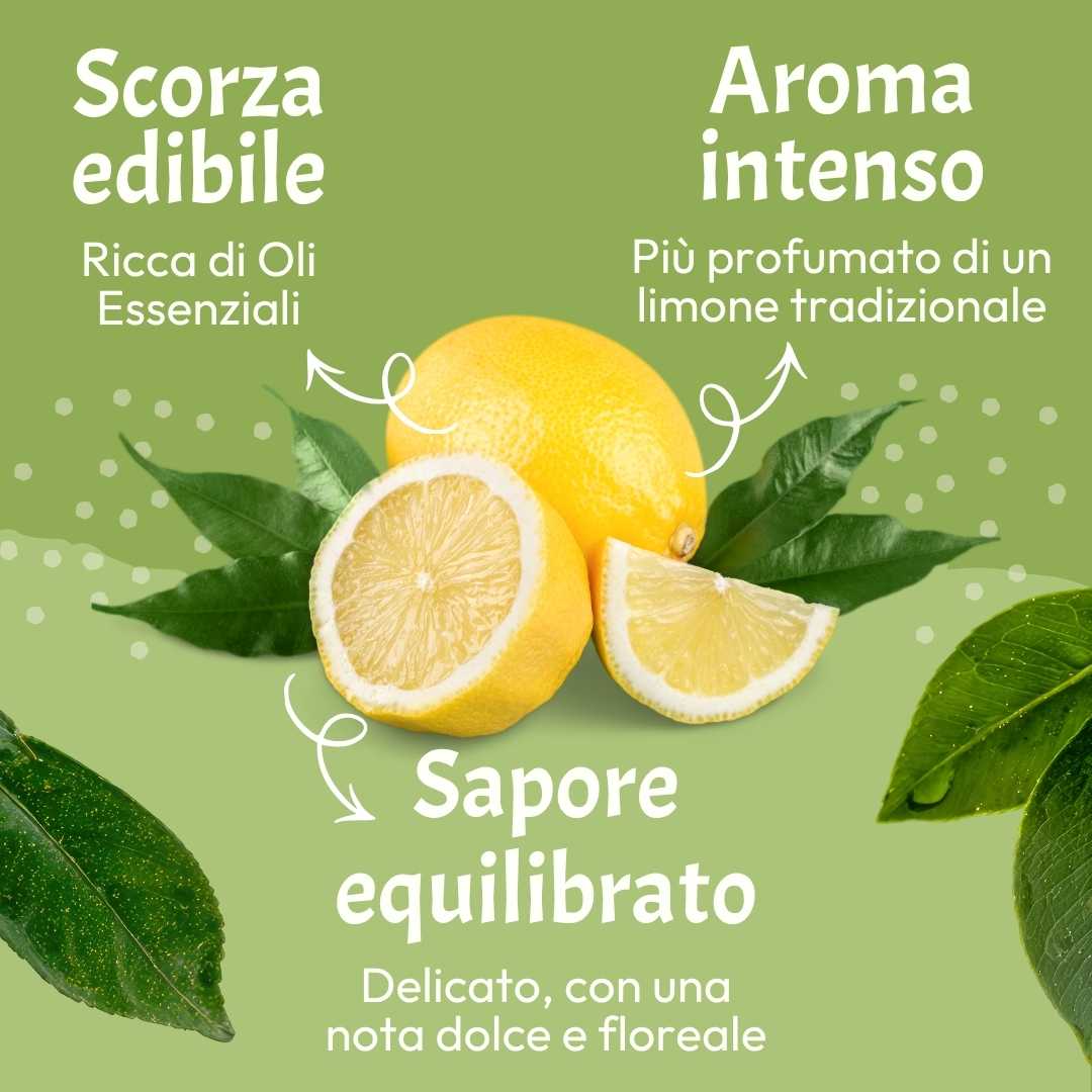 Bergamotto