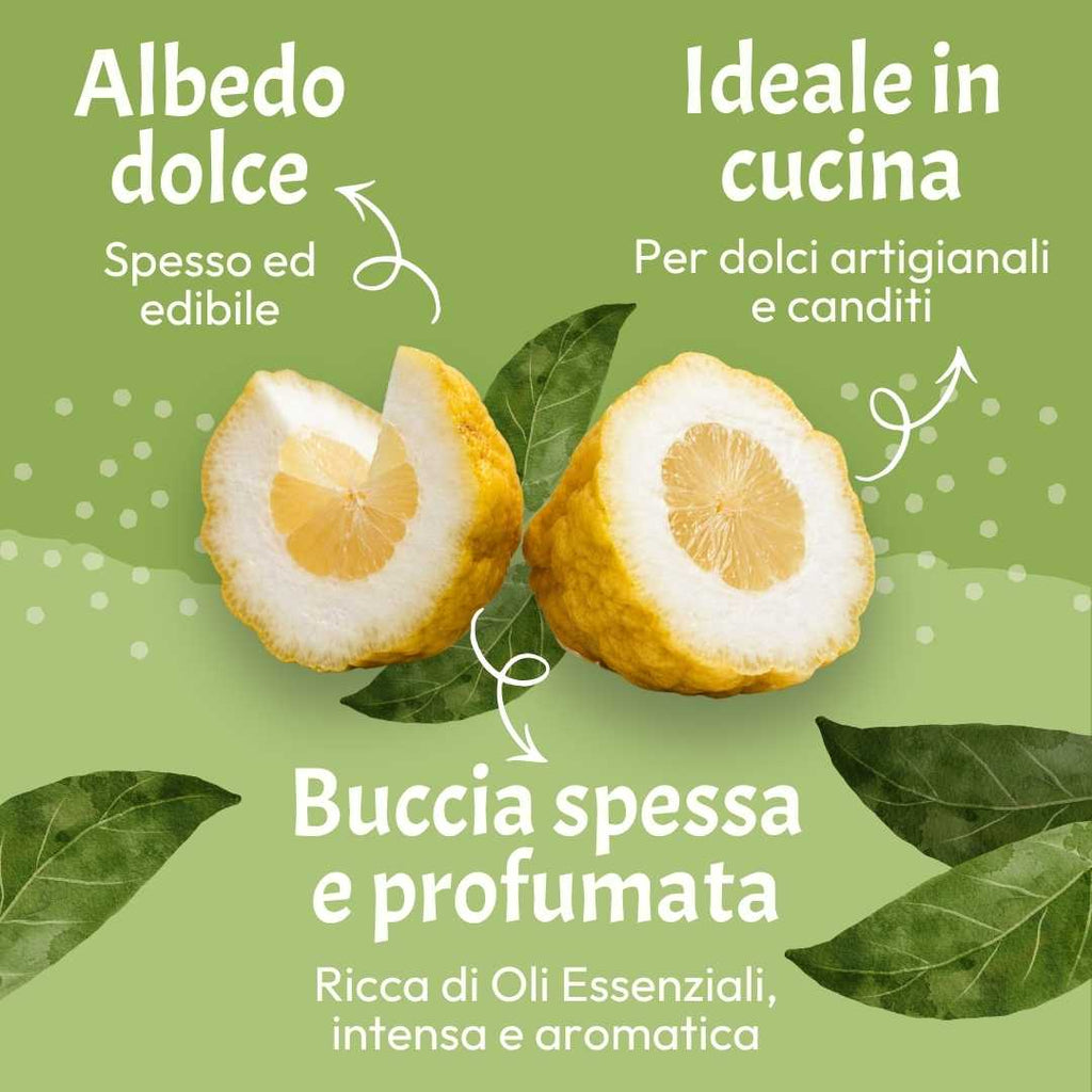Cedro