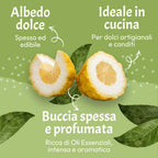 Cedro