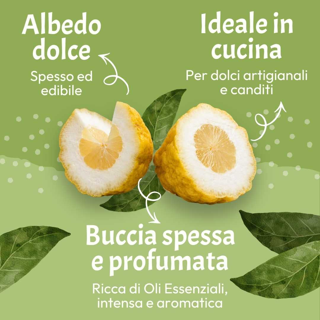 Cedro
