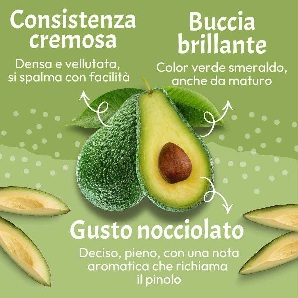 Avocado Fuerte
