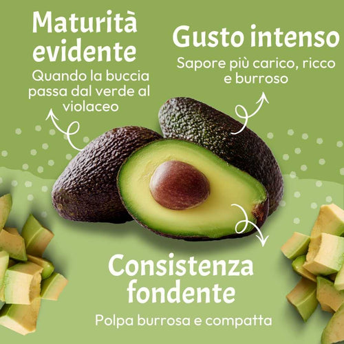 Avocado Hass