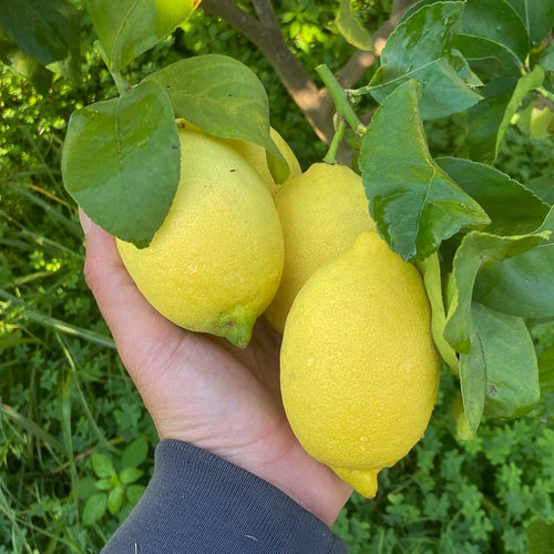 Limone Interdonato Messina IGP