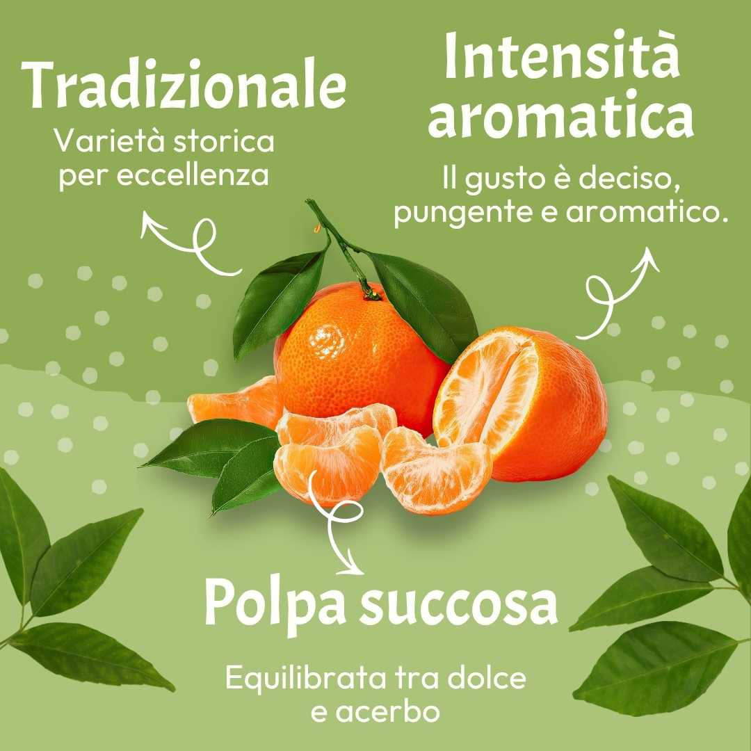 Mandarino Nostrale