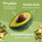 Avocado Reed