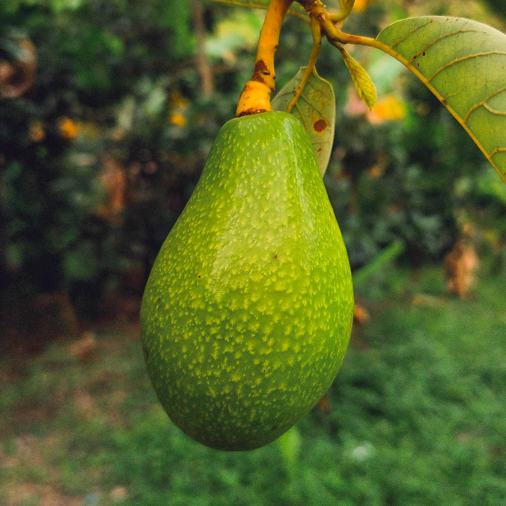 Avocado Pinkerton