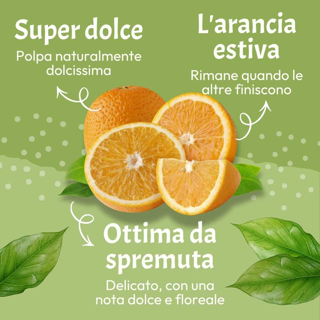 Arancia Valencia