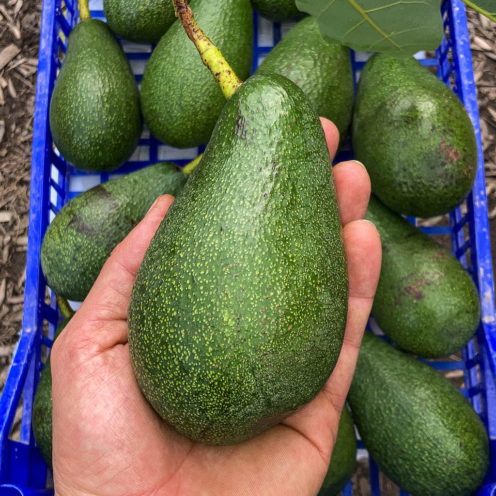 Avocado Fuerte