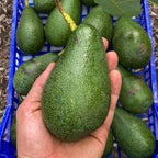 Avocado Fuerte