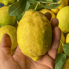 Limone Primofiore