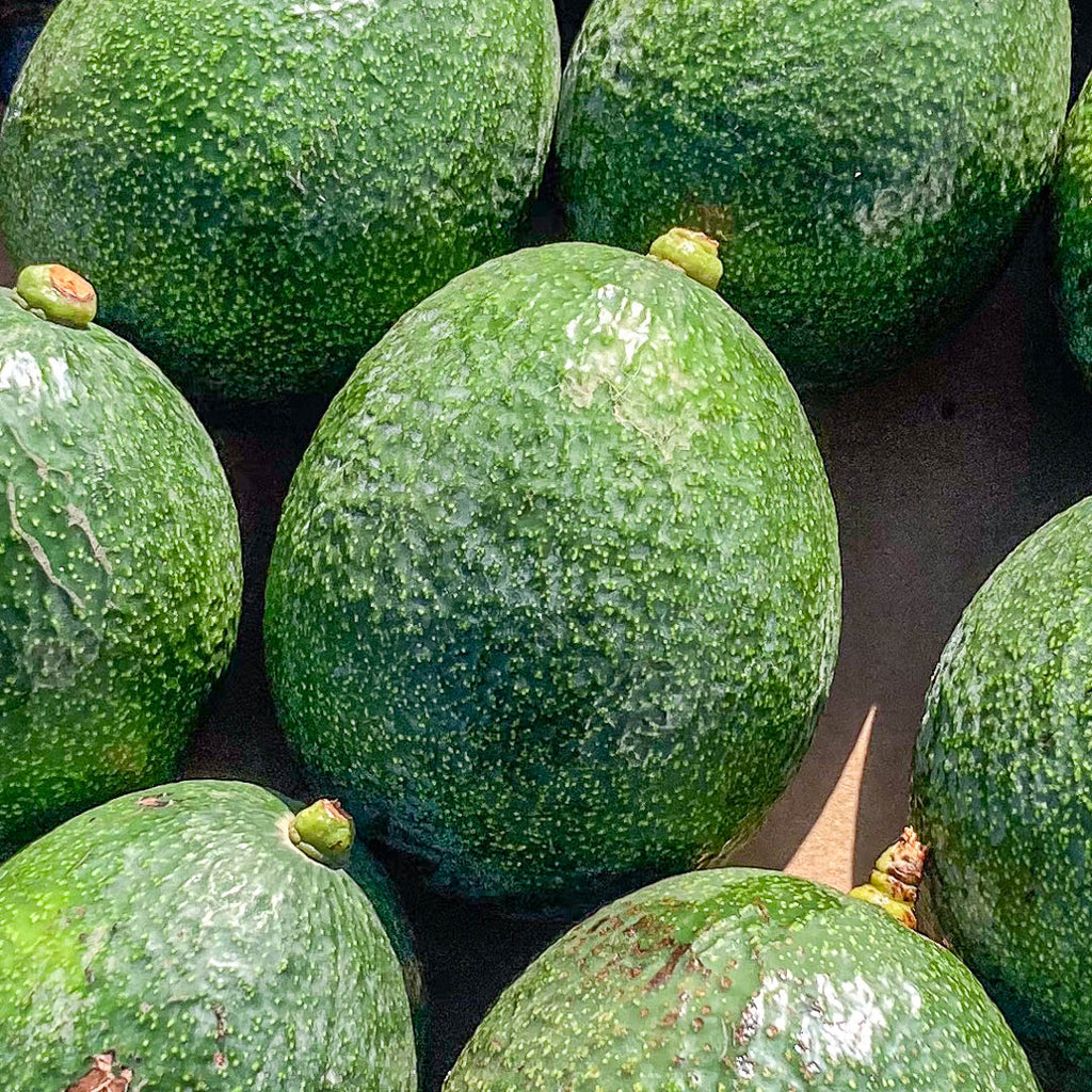 Avocado Reed