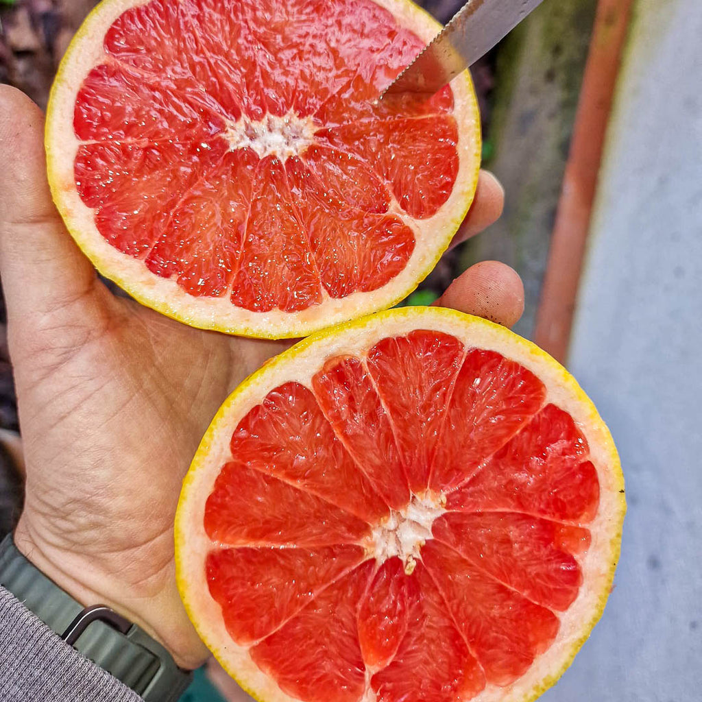 Pompelmo Rosa