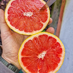 Pompelmo Rosa