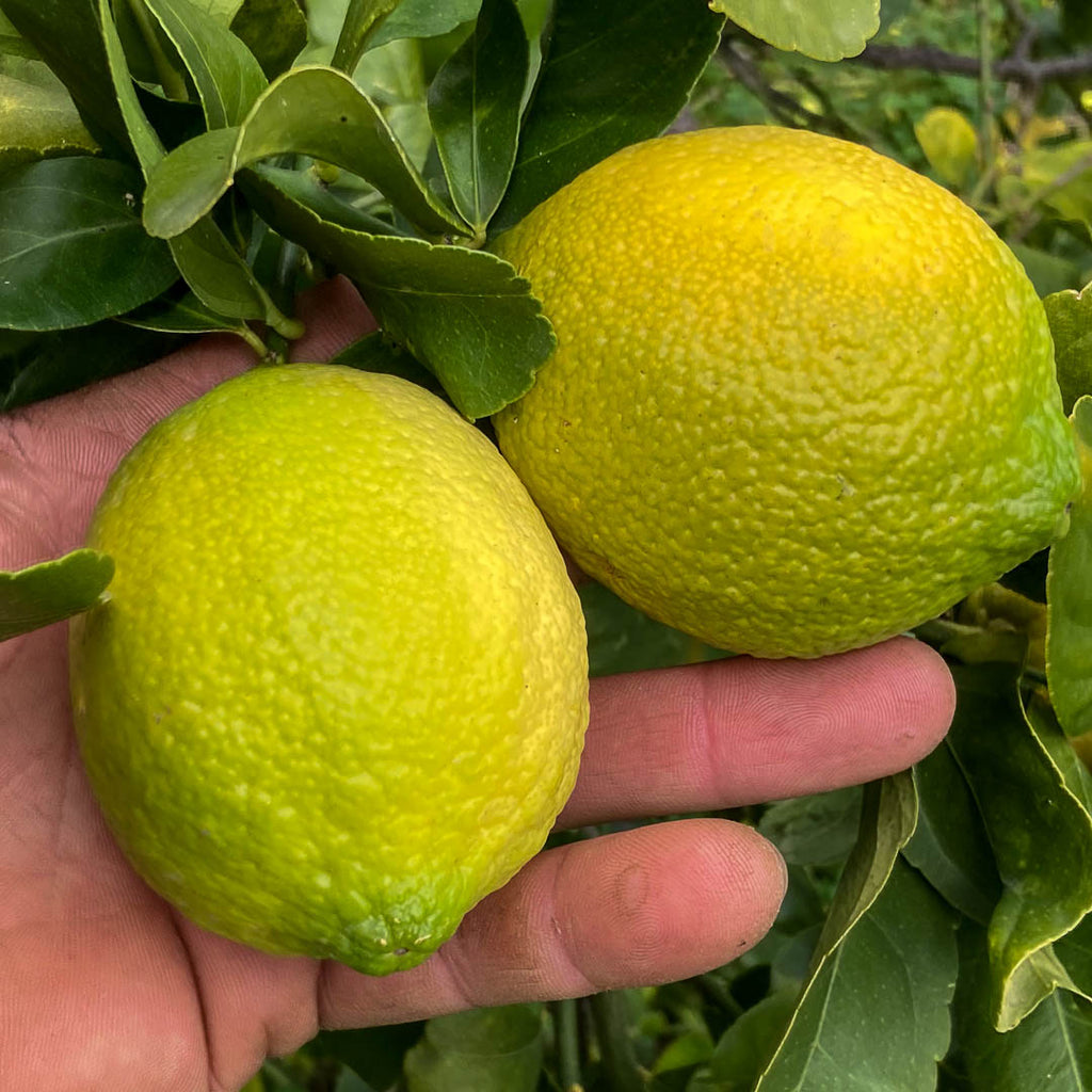 Limone Bianchetto