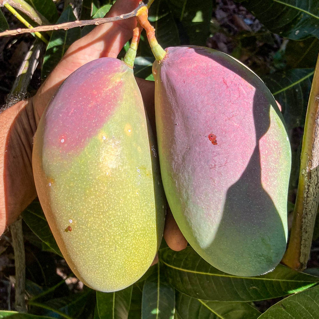 Mango Kensington