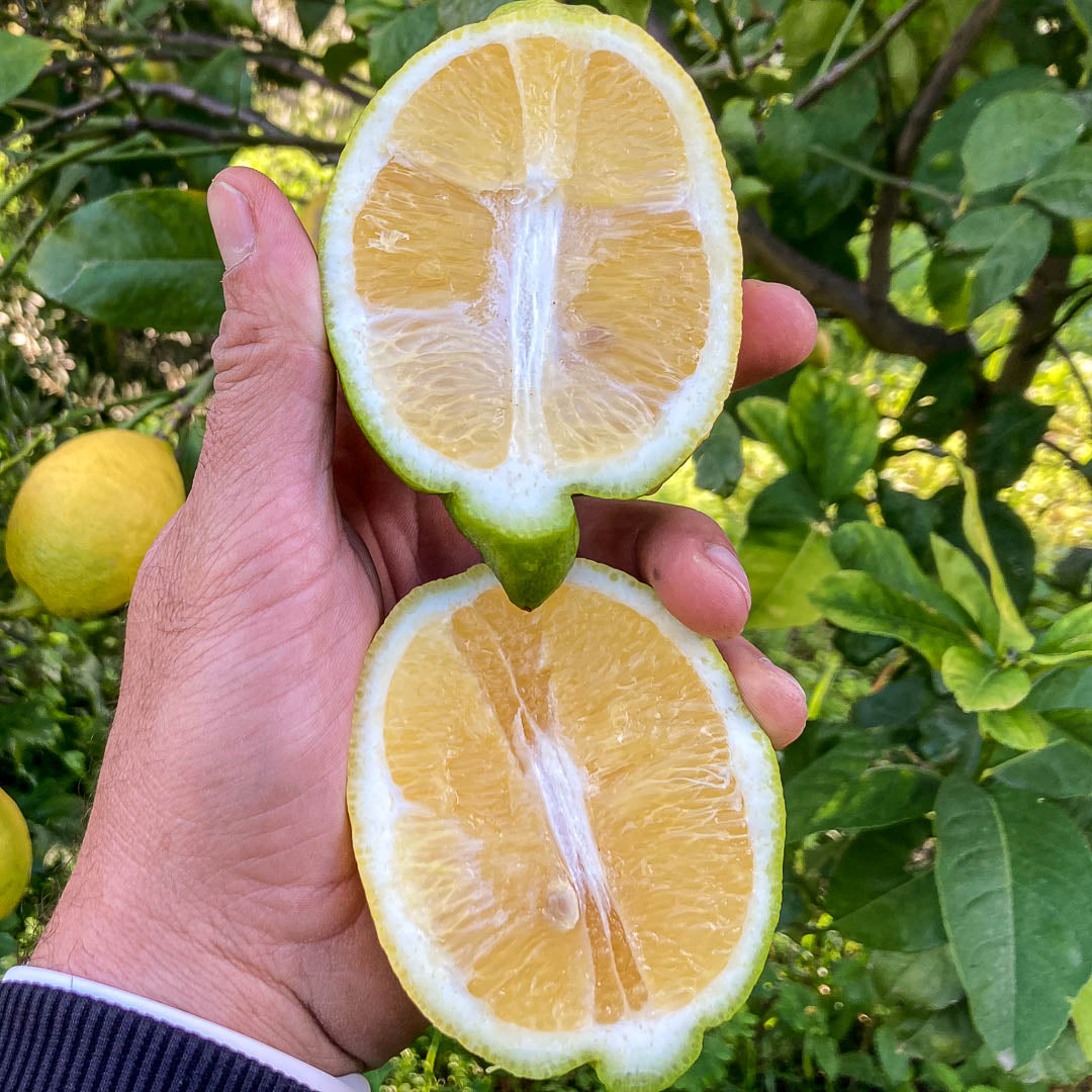 Limone Interdonato