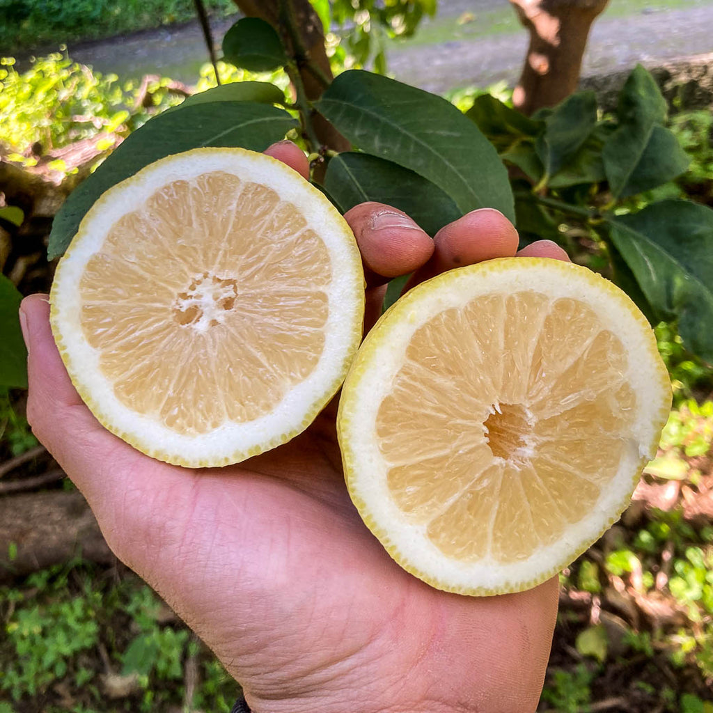 Limone Verdello