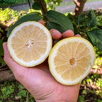 Limone Verdello