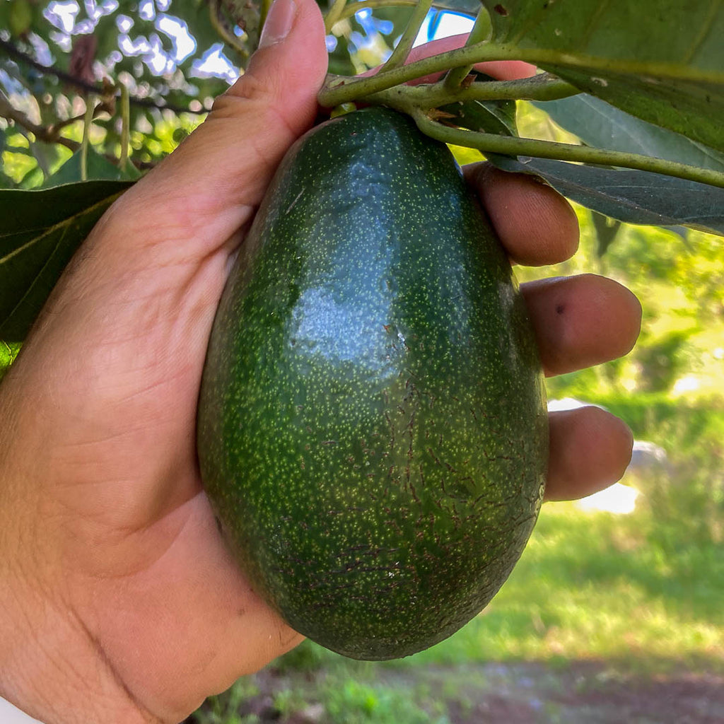 Avocado Bacon