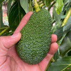 Avocado Hass