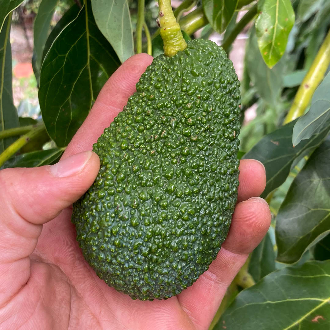 Avocado Hass