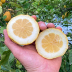 Cedro