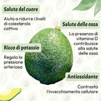 Avocado Reed